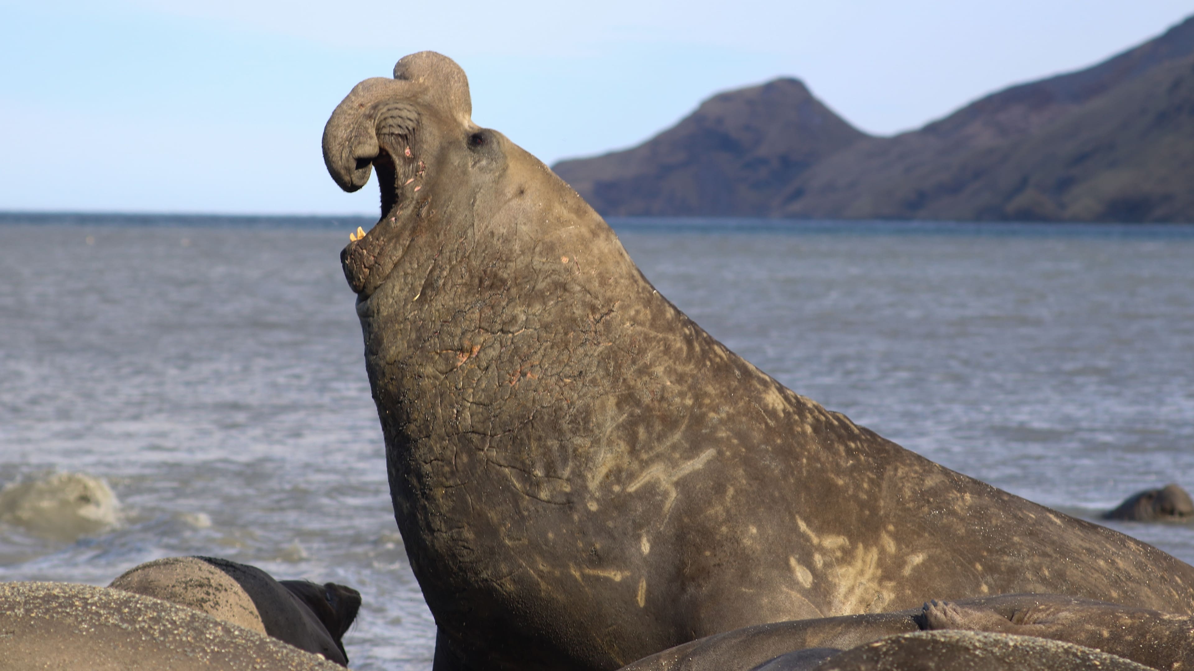 Image Criaturas gigantes (Big Beast) 1